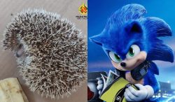 video:-filhote-de-ourico-que-inspirou-personagem-‘sonic’-e-resgatado-de-casa-no-distrito-federal