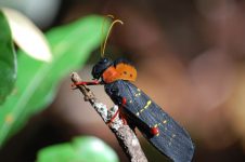 biodiversidade-vertical:-pesquisadores-fazem-descobertas-sobre-insetos-que-habitam-copa-das-arvores-na-amazonia