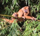 filhote-de-bugio-ameacado-de-extincao-aparece-acompanhado-da-mae-em-mata-na-zona-urbana-e-chama-a-atencao-em-presidente-venceslau