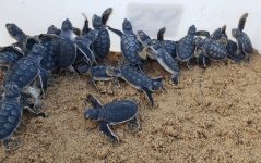 projeto-tamar-faz-primeira-abertura-de-ninho-de-tartarugas-da-temporada-em-fernando-de-noronha