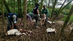 acao-realiza-soltura-de-2-mil-caranguejos-uca-que-foram-capturados-no-defeso-no-amapa