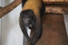 zoo-de-brasilia-recebe-primata-tipico-da-amazonia-para-reproducao-da-especie