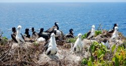 icmbio-alerta-para-evitar-proximidade-de-aves-em-fernando-de-noronha-por-risco-de-transmissao-de-doencas