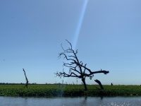 ‘pantaninho-paulista’:-onde-a-natureza-gera-e-ganha-vida