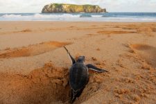 ‘observadores-da-natureza’-comecam-a-receber-imagens-da-fauna-de-fernando-de-noronha;-veja-como-contribuir