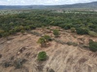 mais-de-tres-mil-hectares-de-caatinga-desmatados-ilegalmente-sao-embargados-na-bahia