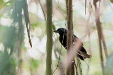 bico-de-furar-bambu,-ninhos-nunca-vistos:-conheca-a-ave-rara-e-exclusiva-da-amazonia-ameacada-de-extincao