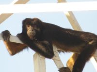 bugio-ameacado-de-extincao-chama-atencao-de-moradores-ao-escalar-torre-de-telefonia-de-30-metros-de-altura-e-invadir-casas;-veja-video