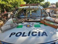 policia-ambiental-resgata-seis-aves-silvestres-de-cativeiro-e-aplica-multas-de-r$-7,2-mil-contra-infratores