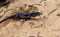 video-mostra-teju-comendo-filhote-de-tartaruga-em-praia-de-fernando-de-noronha