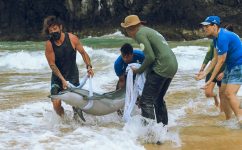 golfinho-encalha-em-praia-de-fernando-de-noronha-e-forca-tarefa-e-realizada-para-salvar-o-animal;-veja-o-video