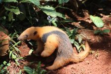 scott-e-o-nome-escolhido-para-filhote-de-tamandua-mirim-do-zoologico-de-brasilia