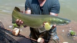 entenda-por-que-o-pirarucu,-peixe-nativo-da-amazonia,-e-um-perigo-para-os-rios-de-sp