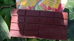 cupulate:-o-desafio-do-‘primo’-do-chocolate-que-pode-ajudar-amazonia,-segundo-pesquisadores