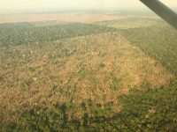 fotos:-sobrevoo-flagra-areas-de-desmatamento-em-rondonia-e-amazonas