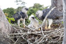 do-banho-ao-acasalamento-de-harpias:-como-voluntarios-trabalham-para-evitar-a-extincao-do-gaviao-real-em-rondonia